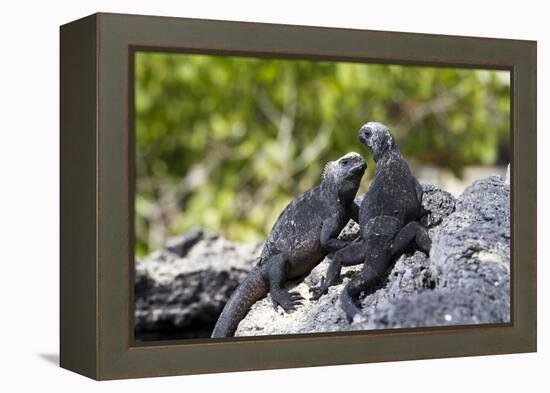 Galapagos Marine Iguanas on the Beach, Isabela Island, Galapagos Islands-Diane Johnson-Framed Premier Image Canvas