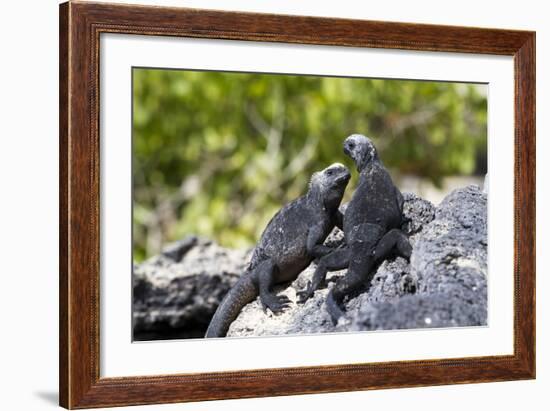 Galapagos Marine Iguanas on the Beach, Isabela Island, Galapagos Islands-Diane Johnson-Framed Photographic Print