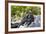 Galapagos Marine Iguanas on the Beach, Isabela Island, Galapagos Islands-Diane Johnson-Framed Photographic Print