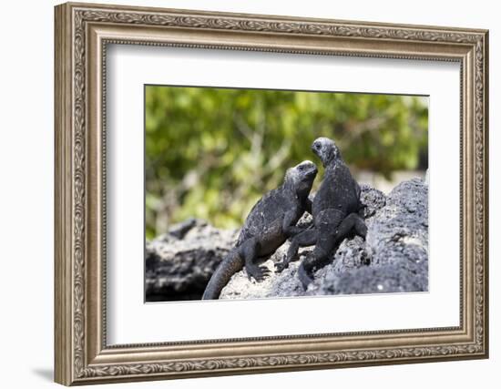 Galapagos Marine Iguanas on the Beach, Isabela Island, Galapagos Islands-Diane Johnson-Framed Photographic Print