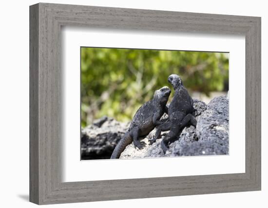 Galapagos Marine Iguanas on the Beach, Isabela Island, Galapagos Islands-Diane Johnson-Framed Photographic Print