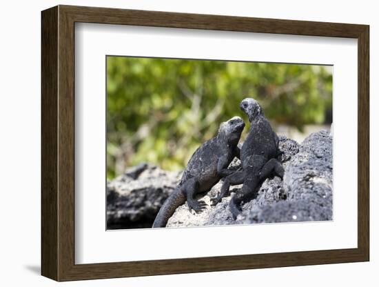 Galapagos Marine Iguanas on the Beach, Isabela Island, Galapagos Islands-Diane Johnson-Framed Photographic Print