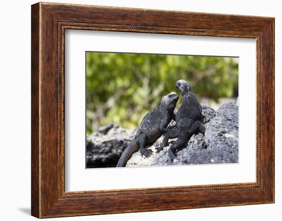 Galapagos Marine Iguanas on the Beach, Isabela Island, Galapagos Islands-Diane Johnson-Framed Photographic Print