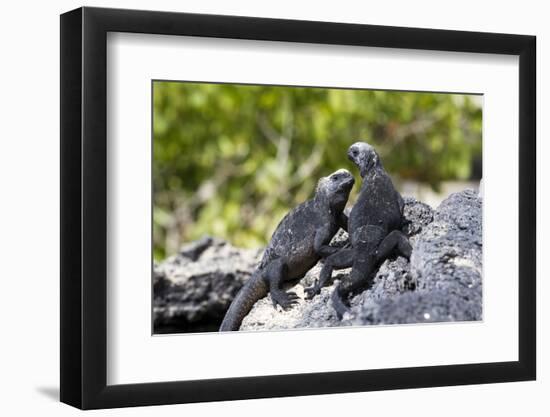 Galapagos Marine Iguanas on the Beach, Isabela Island, Galapagos Islands-Diane Johnson-Framed Photographic Print