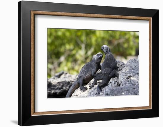 Galapagos Marine Iguanas on the Beach, Isabela Island, Galapagos Islands-Diane Johnson-Framed Photographic Print