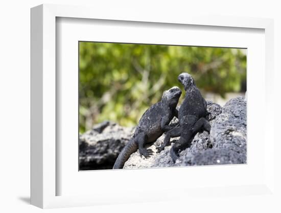 Galapagos Marine Iguanas on the Beach, Isabela Island, Galapagos Islands-Diane Johnson-Framed Photographic Print