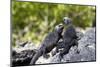 Galapagos Marine Iguanas on the Beach, Isabela Island, Galapagos Islands-Diane Johnson-Mounted Photographic Print