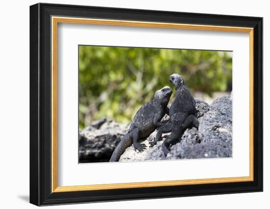 Galapagos Marine Iguanas on the Beach, Isabela Island, Galapagos Islands-Diane Johnson-Framed Photographic Print