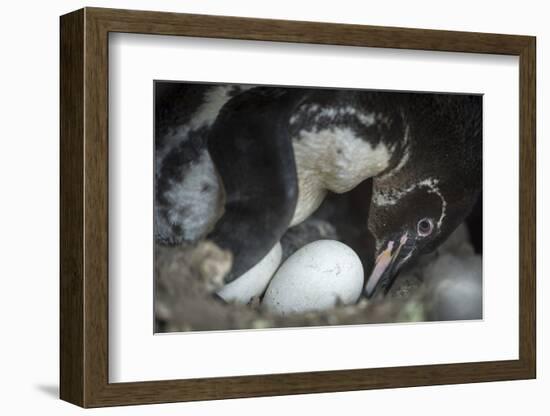 Galapagos penguin incubating egg, Puerto Pajas, Isabela Island, Galapagos-Tui De Roy-Framed Photographic Print