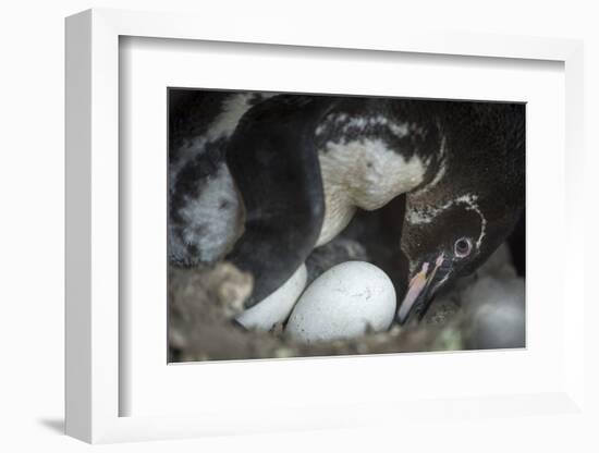 Galapagos penguin incubating egg, Puerto Pajas, Isabela Island, Galapagos-Tui De Roy-Framed Photographic Print