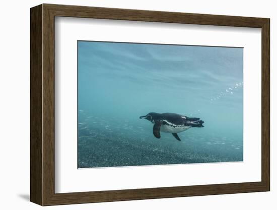 Galapagos Penguin (Spheniscus Mendiculus) Galapagos Islands, Ecuador-Pete Oxford-Framed Photographic Print