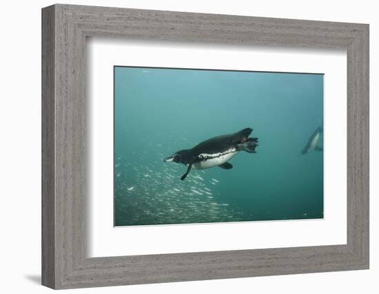 Galapagos Penguin (Spheniscus Mendiculus), Galapagos Islands, Ecuador-Pete Oxford-Framed Photographic Print