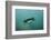 Galapagos Penguin (Spheniscus Mendiculus), Galapagos Islands, Ecuador-Pete Oxford-Framed Photographic Print