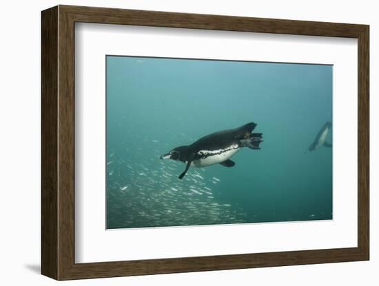 Galapagos Penguin (Spheniscus Mendiculus), Galapagos Islands, Ecuador-Pete Oxford-Framed Photographic Print