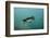 Galapagos Penguin (Spheniscus Mendiculus), Galapagos Islands, Ecuador-Pete Oxford-Framed Photographic Print