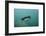 Galapagos Penguin (Spheniscus Mendiculus), Galapagos Islands, Ecuador-Pete Oxford-Framed Photographic Print