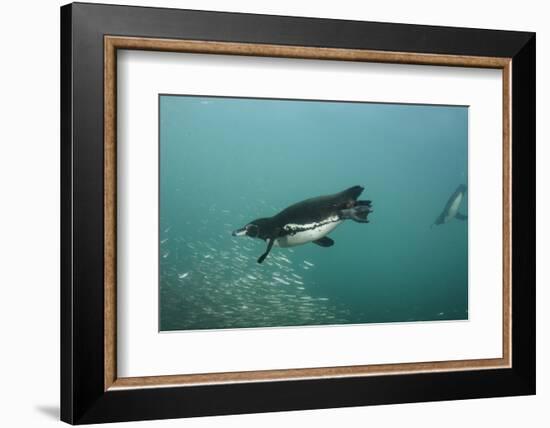 Galapagos Penguin (Spheniscus Mendiculus), Galapagos Islands, Ecuador-Pete Oxford-Framed Photographic Print