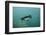 Galapagos Penguin (Spheniscus Mendiculus), Galapagos Islands, Ecuador-Pete Oxford-Framed Photographic Print