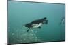 Galapagos Penguin (Spheniscus Mendiculus), Galapagos Islands, Ecuador-Pete Oxford-Mounted Photographic Print