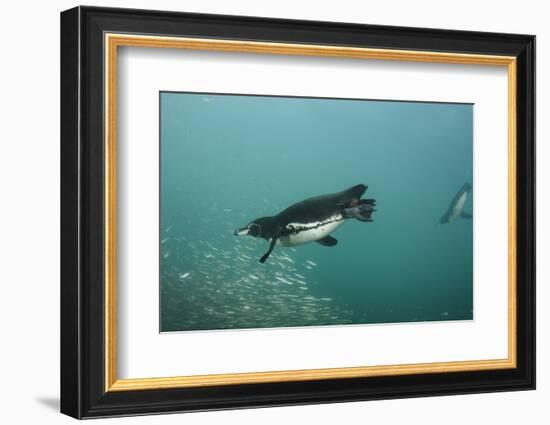 Galapagos Penguin (Spheniscus Mendiculus), Galapagos Islands, Ecuador-Pete Oxford-Framed Photographic Print