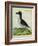 Galápagos Penguin-Georges-Louis Buffon-Framed Giclee Print