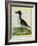 Galápagos Penguin-Georges-Louis Buffon-Framed Giclee Print