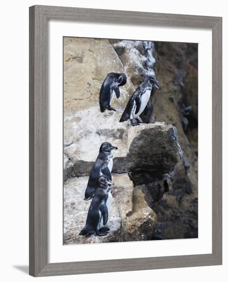 Galapagos Penguins (Spheniscus Mendiculus), Isla Isabela, Galapagos Islands, Ecuador-Christian Kober-Framed Photographic Print