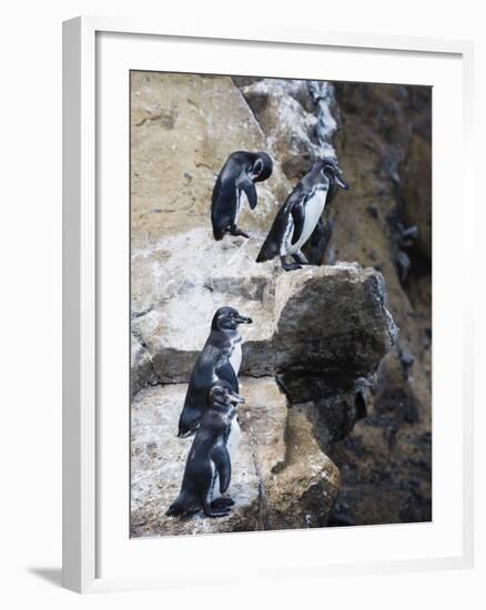 Galapagos Penguins (Spheniscus Mendiculus), Isla Isabela, Galapagos Islands, Ecuador-Christian Kober-Framed Photographic Print