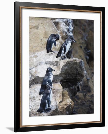 Galapagos Penguins (Spheniscus Mendiculus), Isla Isabela, Galapagos Islands, Ecuador-Christian Kober-Framed Photographic Print