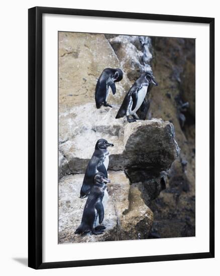 Galapagos Penguins (Spheniscus Mendiculus), Isla Isabela, Galapagos Islands, Ecuador-Christian Kober-Framed Photographic Print