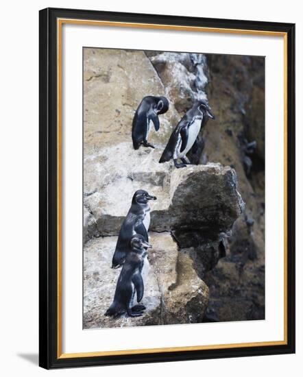 Galapagos Penguins (Spheniscus Mendiculus), Isla Isabela, Galapagos Islands, Ecuador-Christian Kober-Framed Photographic Print