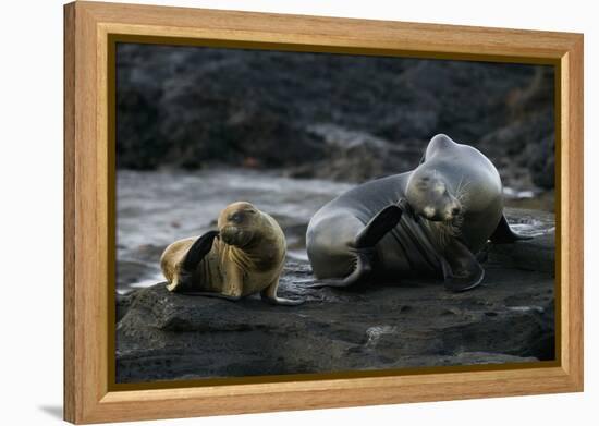 Galapagos Sea Lion and Pup on Rocks-DLILLC-Framed Premier Image Canvas