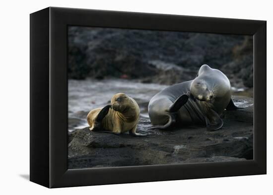 Galapagos Sea Lion and Pup on Rocks-DLILLC-Framed Premier Image Canvas