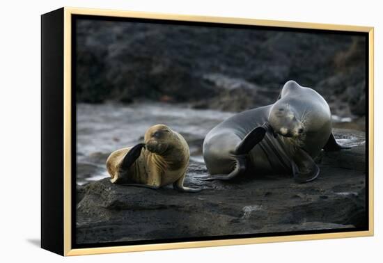 Galapagos Sea Lion and Pup on Rocks-DLILLC-Framed Premier Image Canvas