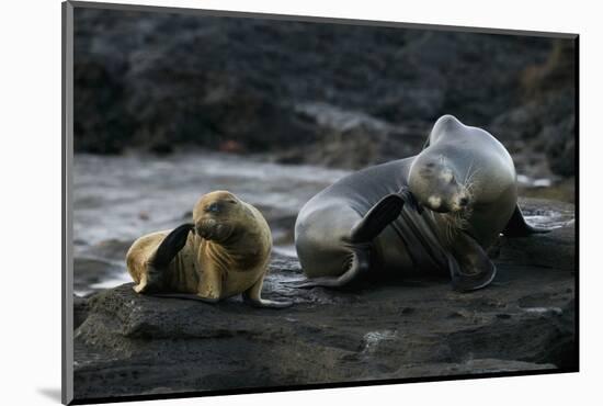 Galapagos Sea Lion and Pup on Rocks-DLILLC-Mounted Photographic Print
