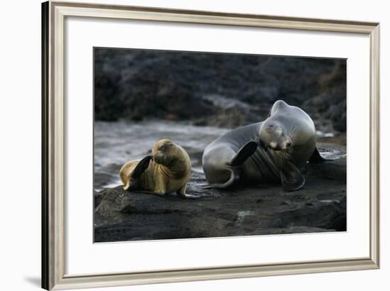 Galapagos Sea Lion and Pup on Rocks-DLILLC-Framed Photographic Print