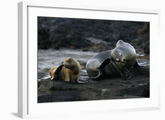 Galapagos Sea Lion and Pup on Rocks-DLILLC-Framed Photographic Print