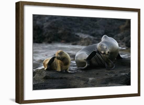 Galapagos Sea Lion and Pup on Rocks-DLILLC-Framed Photographic Print