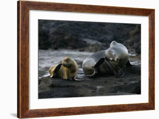 Galapagos Sea Lion and Pup on Rocks-DLILLC-Framed Photographic Print