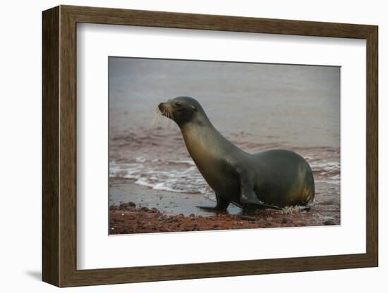 Galapagos Sea Lion Emerging onto the Beach, Galapagos, Ecuador-Pete Oxford-Framed Photographic Print