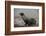 Galapagos Sea Lion Emerging onto the Beach, Galapagos, Ecuador-Pete Oxford-Framed Photographic Print