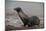 Galapagos Sea Lion Emerging onto the Beach, Galapagos, Ecuador-Pete Oxford-Mounted Photographic Print