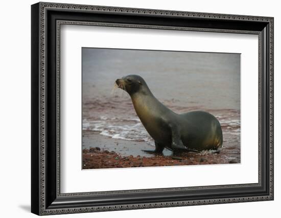 Galapagos Sea Lion Emerging onto the Beach, Galapagos, Ecuador-Pete Oxford-Framed Photographic Print