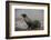 Galapagos Sea Lion Emerging onto the Beach, Galapagos, Ecuador-Pete Oxford-Framed Photographic Print