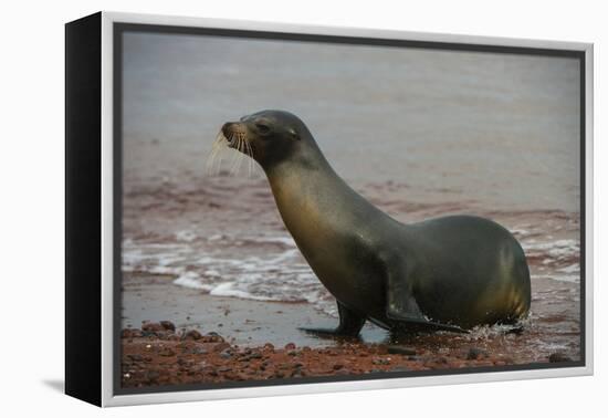 Galapagos Sea Lion Emerging onto the Beach, Galapagos, Ecuador-Pete Oxford-Framed Premier Image Canvas