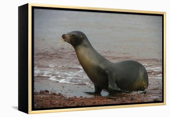 Galapagos Sea Lion Emerging onto the Beach, Galapagos, Ecuador-Pete Oxford-Framed Premier Image Canvas