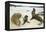 Galapagos Sea Lion Family-DLILLC-Framed Premier Image Canvas