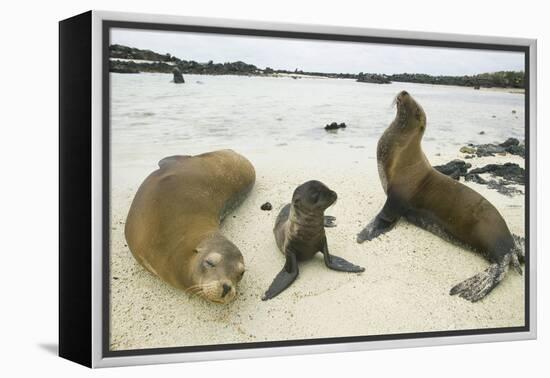 Galapagos Sea Lion Family-DLILLC-Framed Premier Image Canvas