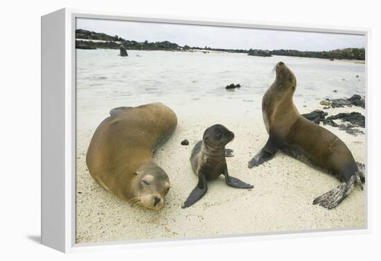 Galapagos Sea Lion Family-DLILLC-Framed Premier Image Canvas