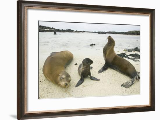 Galapagos Sea Lion Family-DLILLC-Framed Photographic Print